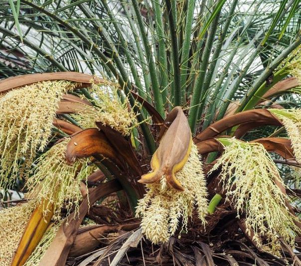 گرد نخل   لقاح (بسته بندی 50 گرمی)